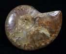 Red Iridescent Ammonite #5144-1